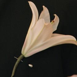 Oriental Lily Boutonniere
