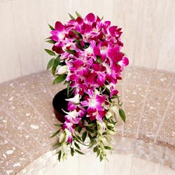 Orchid Cascade Bouquet